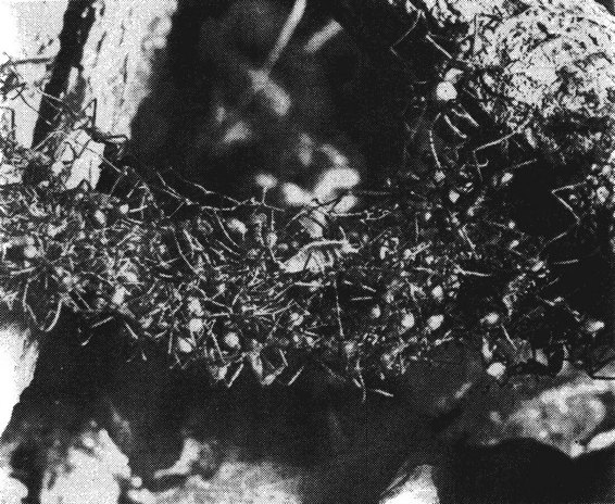 图63．一座蚁桥的照片