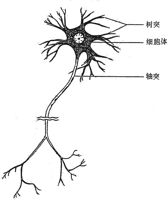 图65．神经元示意图