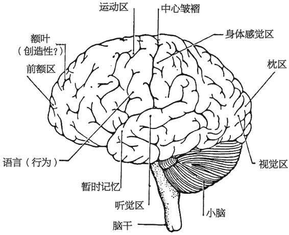图66．人脑左视图