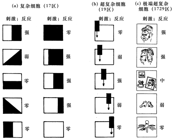 图67．某些神经元样本对模式的反应。