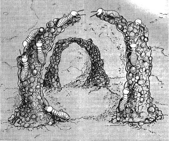 图69．大白蚁中的工蚁在建一座拱。