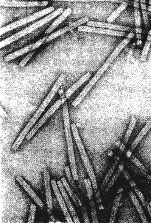 图79．烟草花叶病毒