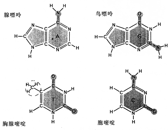 图91．DNA的四种基