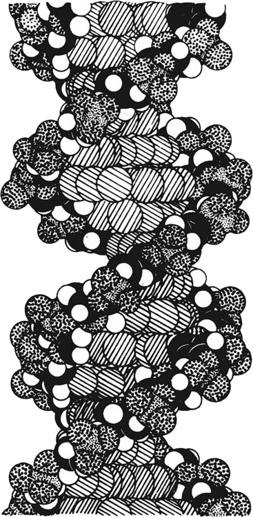 图92．DNA结构像一架梯子