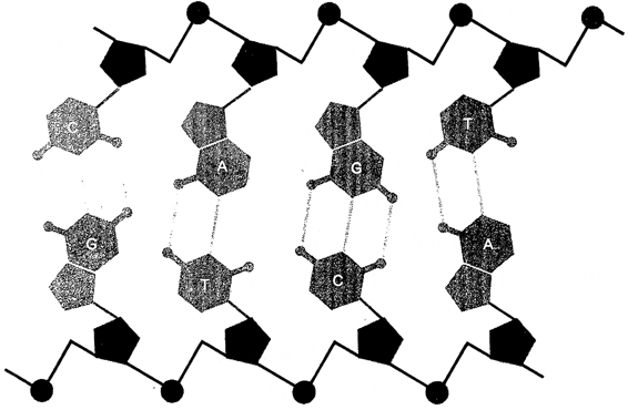 图93．DNA的双螺旋分子模型