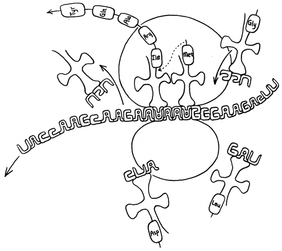 图96．一段mRNA通过核糖体