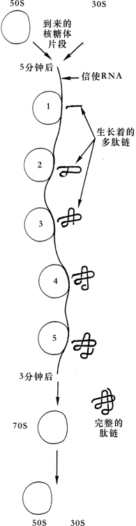 图97．多核糖体