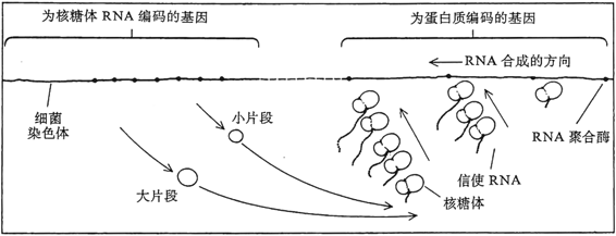 图98．二排的分子卡农