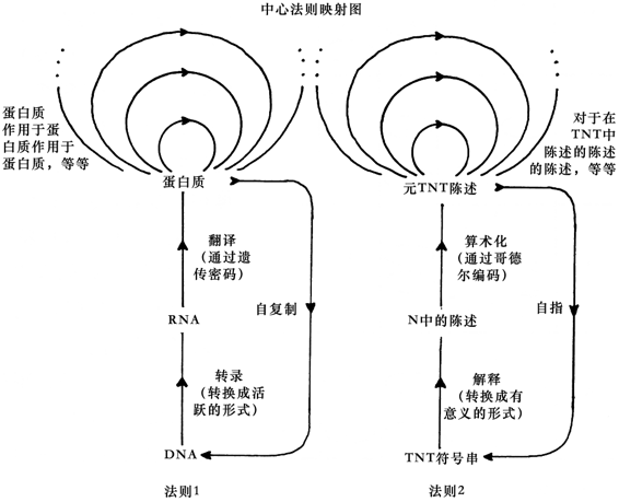 图99．中心法则映射