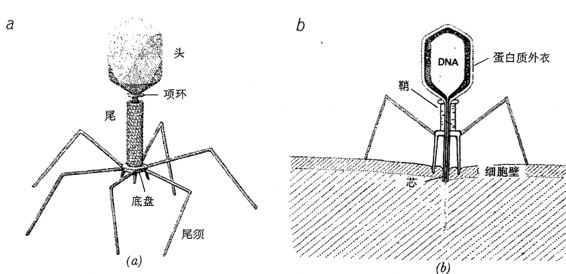 图101．T4细菌病毒