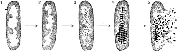 图102．细菌受到病毒的感染