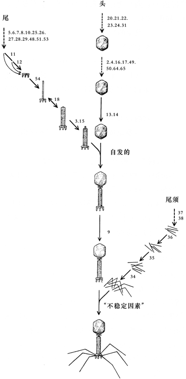 图103．T4病毒的形态